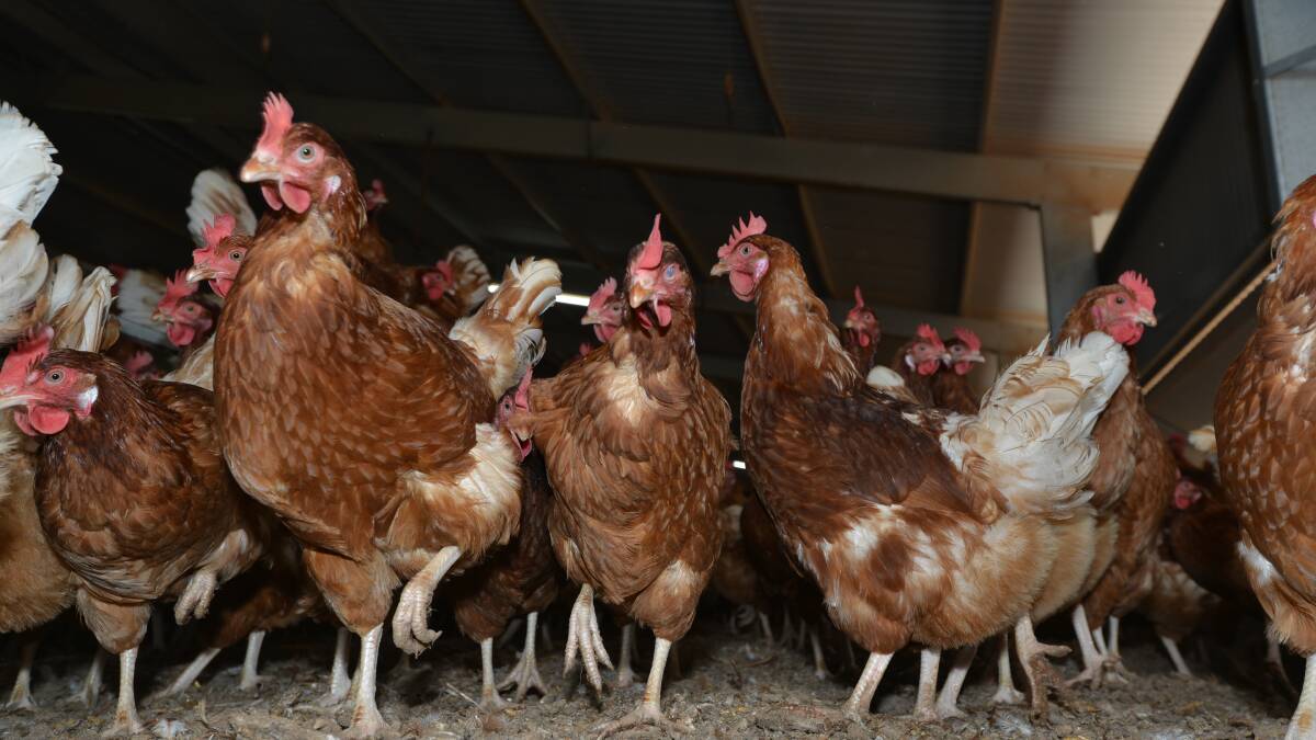 Poultry code submissions closing soon
