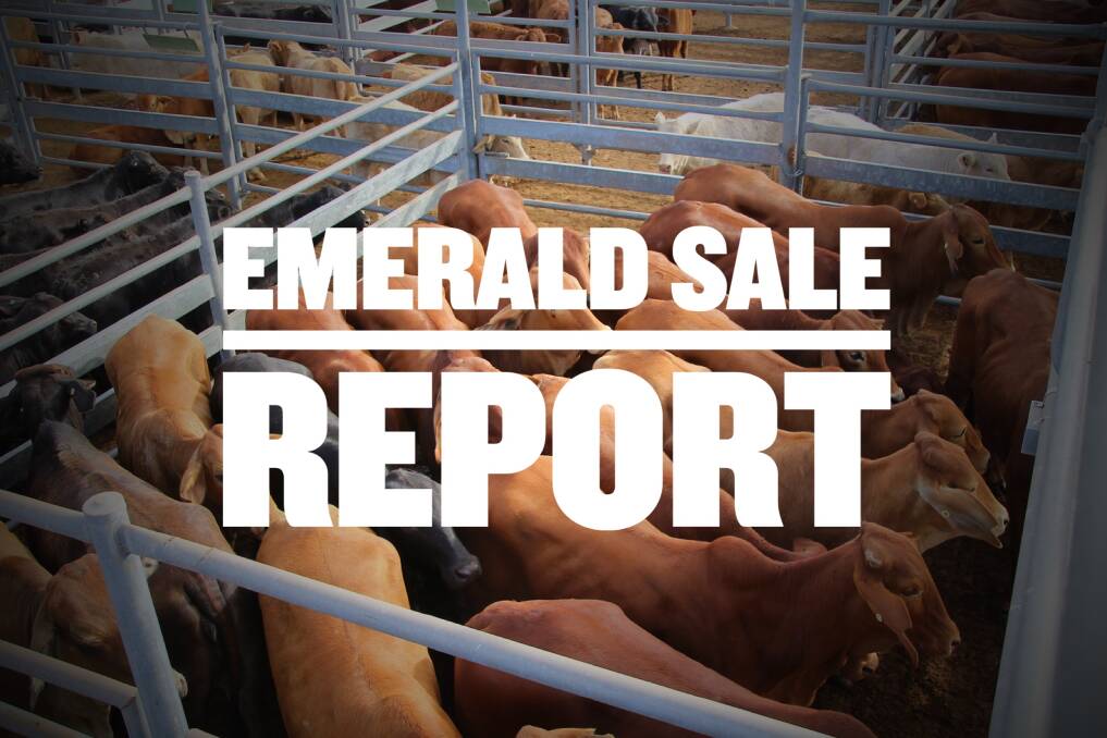 Steers make 276c at Emerald