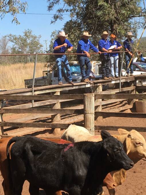 The TopX Eidsvold sale yarded reduced numbers on August 16 with fat cows making a solid $1374.