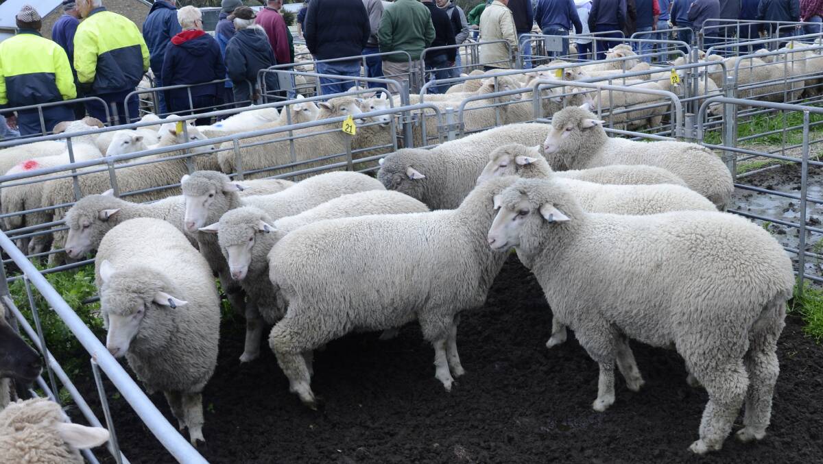 PRIME LAMBS: These 10 crossbred lambs from AJ&MA Baker, Cambrai, topped the sheep sale, selling for $154 to Thomas Foods International.