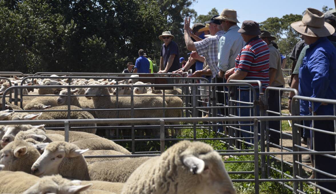 SALE-O: There was strong competition on the best quality crossbred lambs.