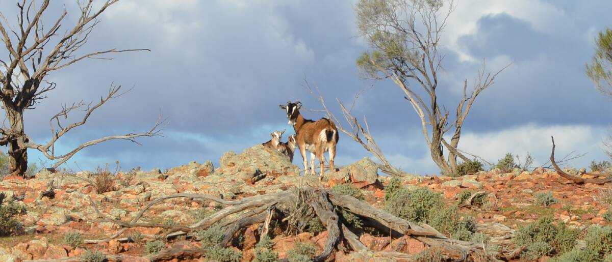 CASH INJECTION: Feral goats have provided another source of income, supplementing the wool enterprise.
