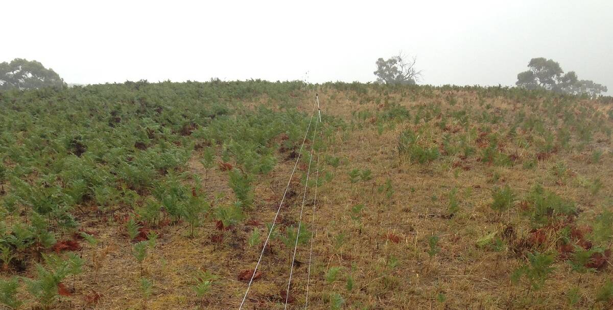 RESULTS: Changes in composition seen at a demonstration site in Finniss. There is an obvious decrease in bracken dominance on the right of the fence where holistic grazing management techniques were used.