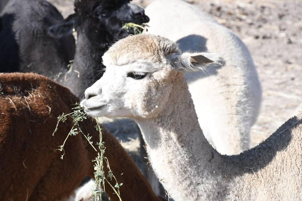Improving the fleece weights of the national herd is one of the alpaca industry's main goals. Picture by Quinton McCallum