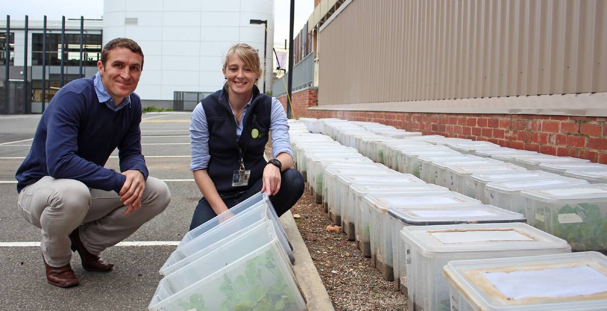 BEST TREATMENT: Entomologist Paul Umina and researcher Annabel Clouston looked into which seed treatments offered protection from green peach aphids.