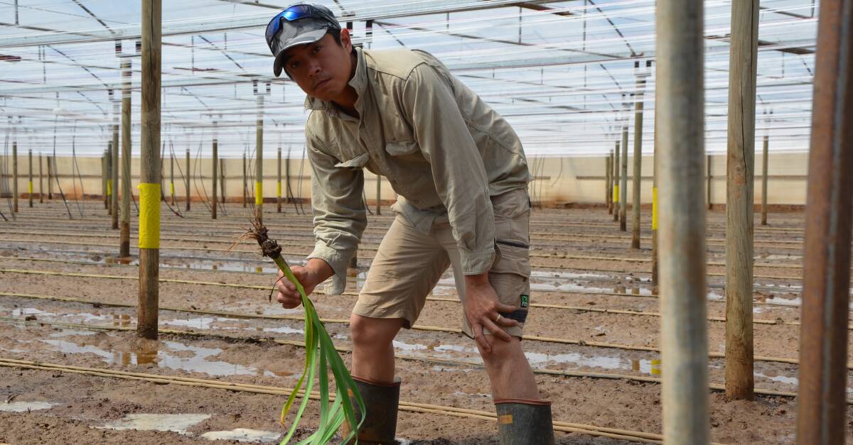 WATER ANGUISH: Vegetable grower Hung Nguyen has been left devastated by the floods on the Northern Adelaide Plains, losing 30,000 capsicum seedlings.