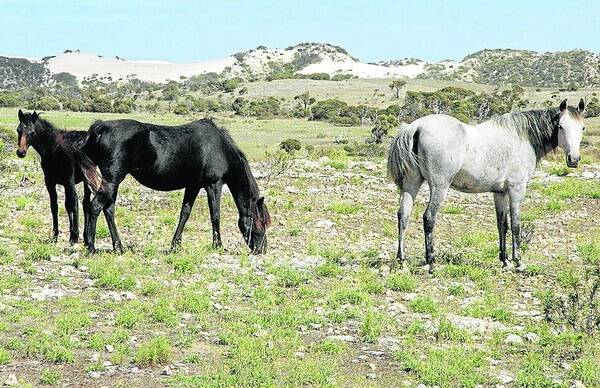 LIVING HERITAGE: The Coffin Bay brumbies are direct descendants of the Timor ponies brought ashore with the first white setters in the region. Today, their breeding is carefully managed to protect their bloodlines, and young horses are auctioned every Easter.