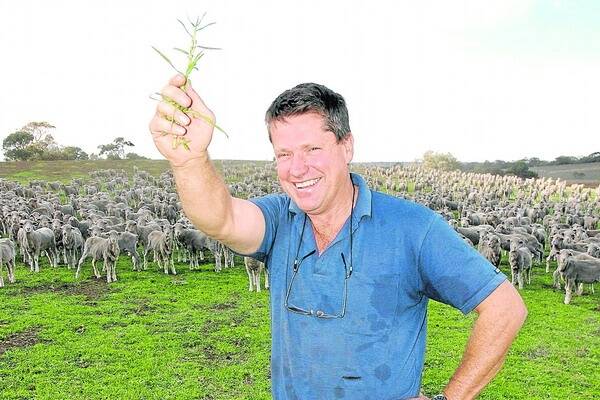 UNDER CONTROL: Kangaroo Island farmer Andrew Heinrich with the kikuyu he has been using as pasture for his sheep stud.