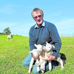SINGLE GENE: Reproductive are only 5 per cent to 10pc heritable, but south east sheep researcher Colin Earl (pictured with a set of Multi-Meat triplets at his Naracoorte property) says there is a single gene available to produce more lambs and, more importantly, turn off more kilograms a hectare.