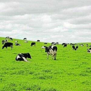FORAGE FUTURE: A number of developments are using genomic technology in pasture, including new strains of endophyte with reduced toxin-producing genes.