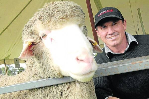 HIGH EXPECTATION: Ridgway Advance stud principal David Ridgway from Bordertown says there has been good enquiry ahead of their on-property ram sale on August 10.