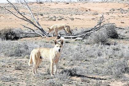 HEADING SOUTH: Dingoes are continuing their march south, threatening productivity of inside grazing country. Dingoes are reported as far south as Whyalla, mauling lambs and even bringing down full-grown wethers.
