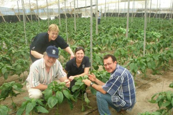SARDI pathologists (left to right) Dr Trevor Wicks, Barb Hall and Dr Kaye Ferguson with Mr Dominic Cavallaro, an Adelaide Plains horticultural consultant on the 2008 field trip to Almeria, Spain.