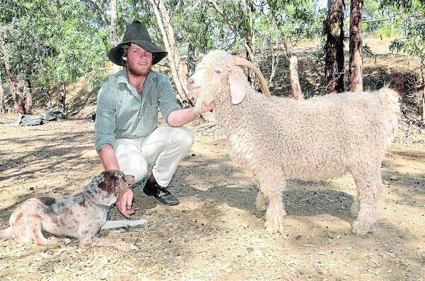 HILLS GOATS: Nick van den Berg with a two-year-old buck from his Aanaarden Angora goat stud at Cherry Gardens in the Adelaide Hills.