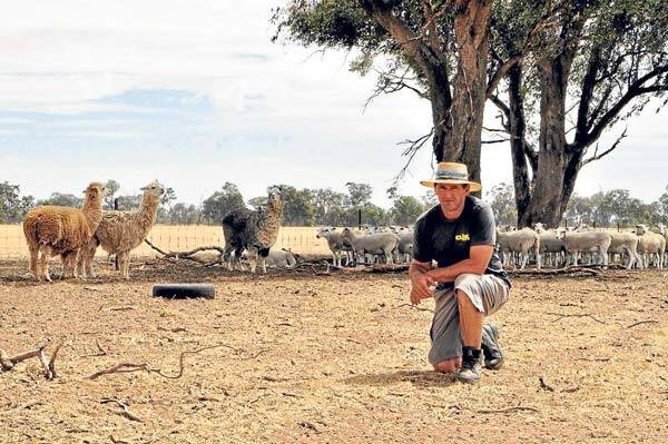 Scott Francis uses 13 alpacas as herd guards to protect lambs on his family’s property, “Coonara”, Rutherglen, in north east Victoria.