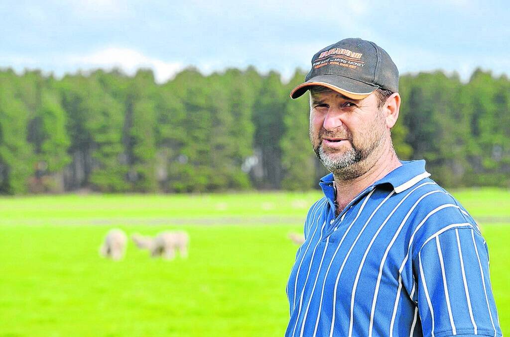 FEED FILL: Livestock producer David Galpin out on his property near Penola. The 30 hectares of SF Finesse-Q from Seed Force now ranks among the better feed paddocks.