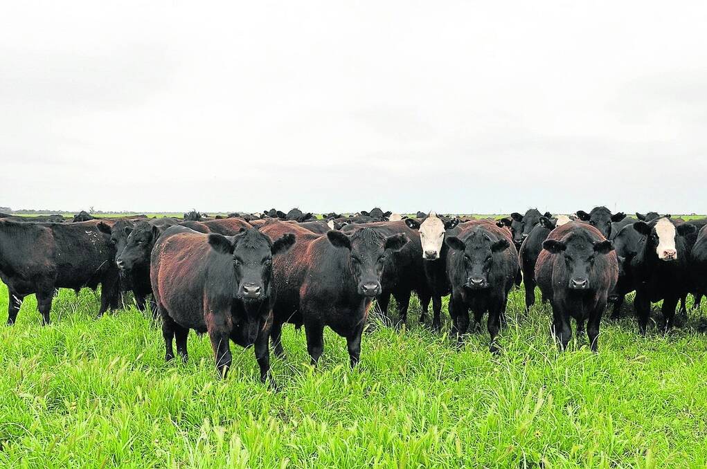SEARCH FOR ANSWERS: A Meat &amp; Livestock Australia-funded project aims to find a cost-effective solution to reduce the incidence of dark-cutting meat.