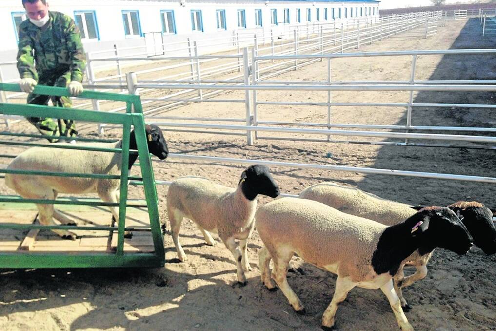 NEW GENETICS: Studs from SA, Vic, NSW and WA supplied 1300 ewes and 70 rams to a private Chinese company looking to import 40,000 to 50,000 sheep in the next five years. Pictured are some Dorper ewes being unloaded at the quarantine facility in China.
