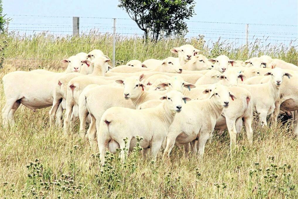 FLOCK FUTURE: Some of the 7-8 months Australian White rams which will be sent to Mogal Plain from the Tattykeel stud at Oberon, NSW.