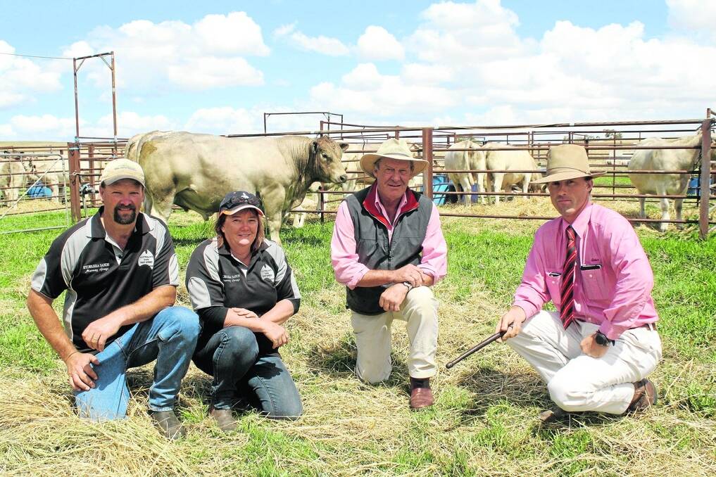 MURRAY GREY DAY: Nigel and Gina Eylward, Eylwarra Sands Murray Greys, Lucindale, sold both top-price bulls at the Green Triangle Murray Grey Bull Sale. They are pictured with one of the $3000 bulls and Elders Lucindale’s Ian Mason and auctioneer Elders Naracoorte’s Tom Dennis.