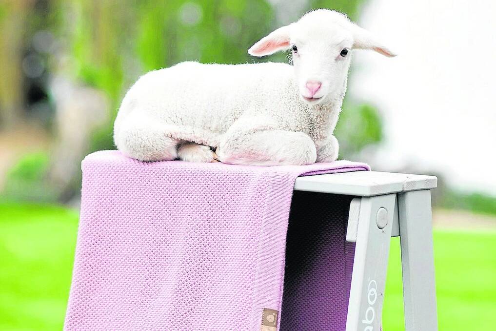 PRODUCT INNOVATION: Dutch stroller company Bugaboo has partnered with Woolmark to produce a range of 100 per cent Australian wool accessories including blankets, mattress covers and seat liners.