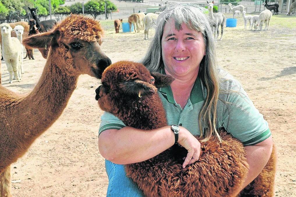 OPPORTUNITIES ABOUND: Susan Haese, Yaringa Alpacas, Currency Creek, reports good opportunities for interested landowners to participate in alpaca commercial fibre and meat markets.