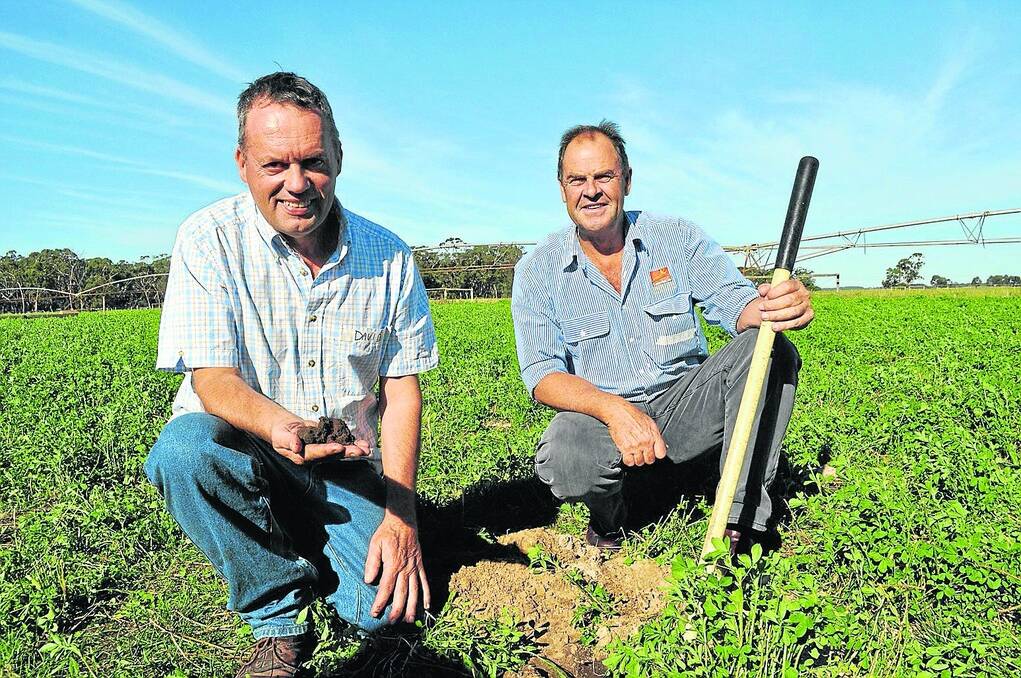 HEALTHY SOILS: David Clayfield, Clover Estate, MilLel and LawrieCo field crop consultant Peter Davidson look at the improved organic matter content of the soils which have lead to more productive pastures and healthier livestock.