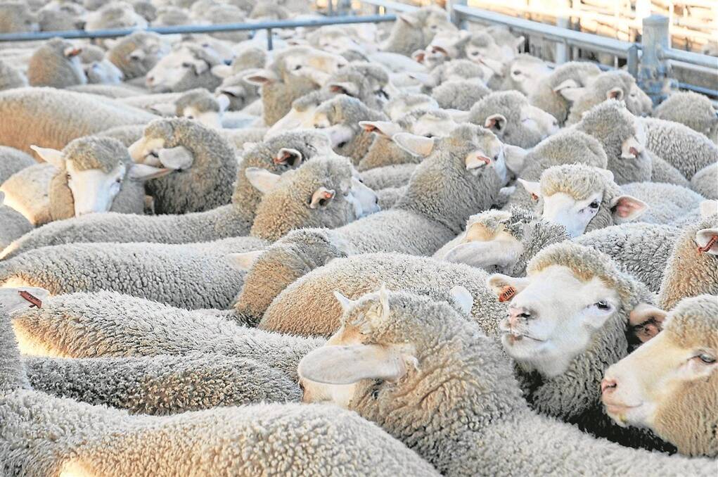 NSW based vet and sheep adviser Dr Bruce Farquharson says producers should focus on feeding for production, improving pasture utilisation, higher lamb growth rates and culling non-performers.