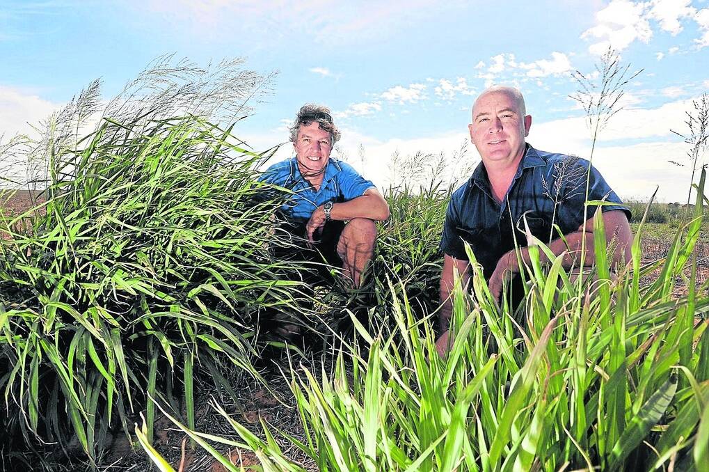 NICHE PASTURES: CSIRO researcher Andrew Smith (pictured right with Bill Davoren, Loller farm, Karoonda) believes summer-active tropical and subtropical grasses more commonly found in Qld have a potential role as a “niche” perennial pasture.