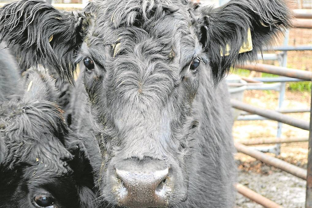 Prices rise for quality cattle