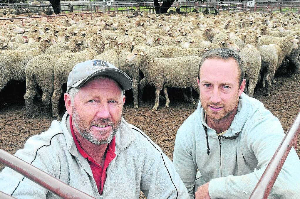 WETHER SALE: Kevin O’Dea and his son Brodie, Pekina, sold 225 wether lambs, May/June 2013-drop, December shorn, for $85.