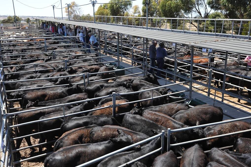 Australian cattle have been in demand in export markets, helping to strengthen market prices.