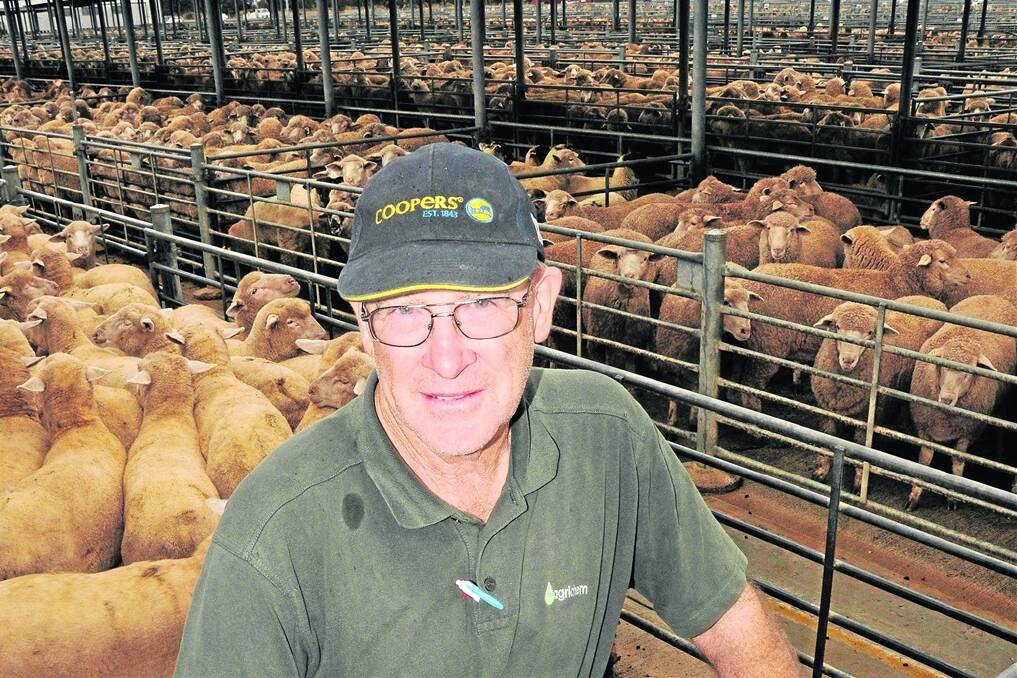 EXPORT NUDGE: Dennis Ford sold last of his 440-odd lambs at Dublin last week. He says his early lambs from Kaimura Props, Agery, had averaged about $130, with the best of the lot making about $180.