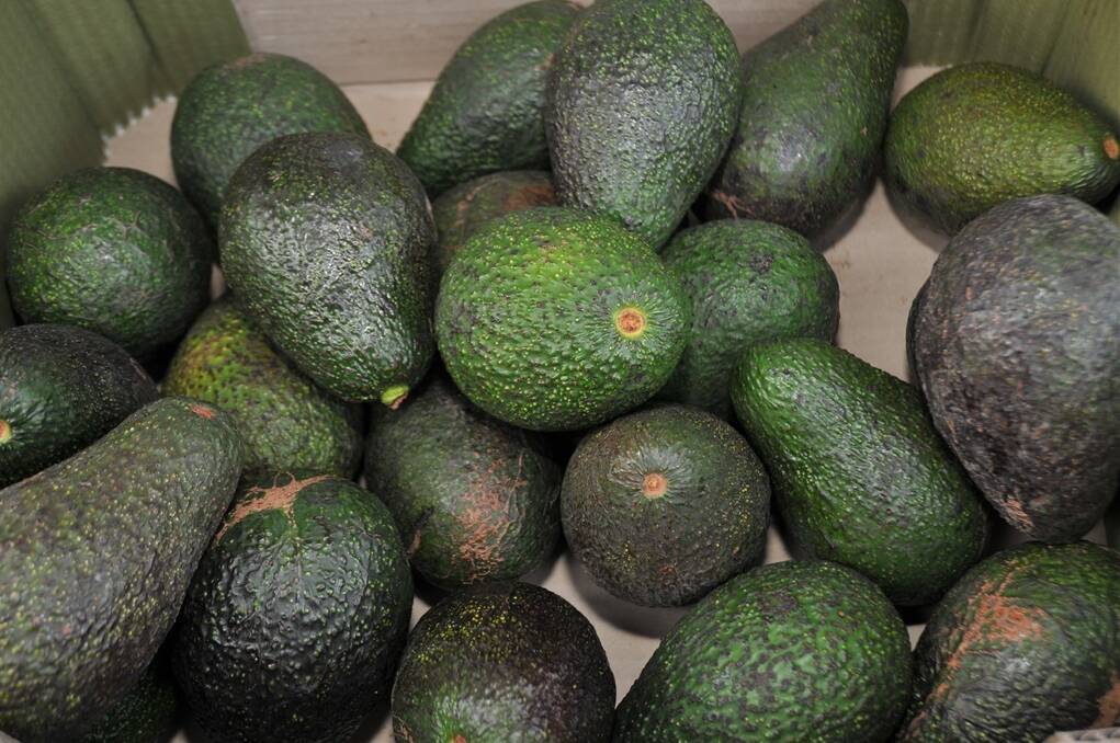 Strong avocado prices are encouraging more SA farmers to try growing the tropical crop.
