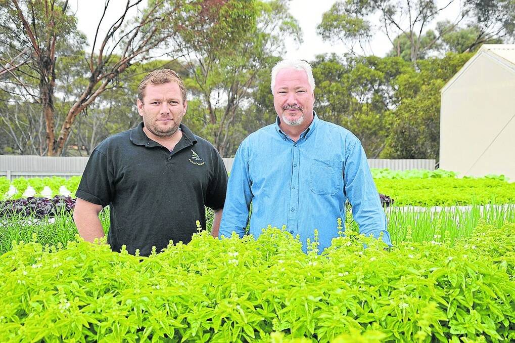 FAST GROWTH: In just nine weeks, Monash grower Dominic Smith, with the help of mentor Andrew de Dezsery from 1Aquaponics, has established an aquaponics system and begun harvesting fresh produce.