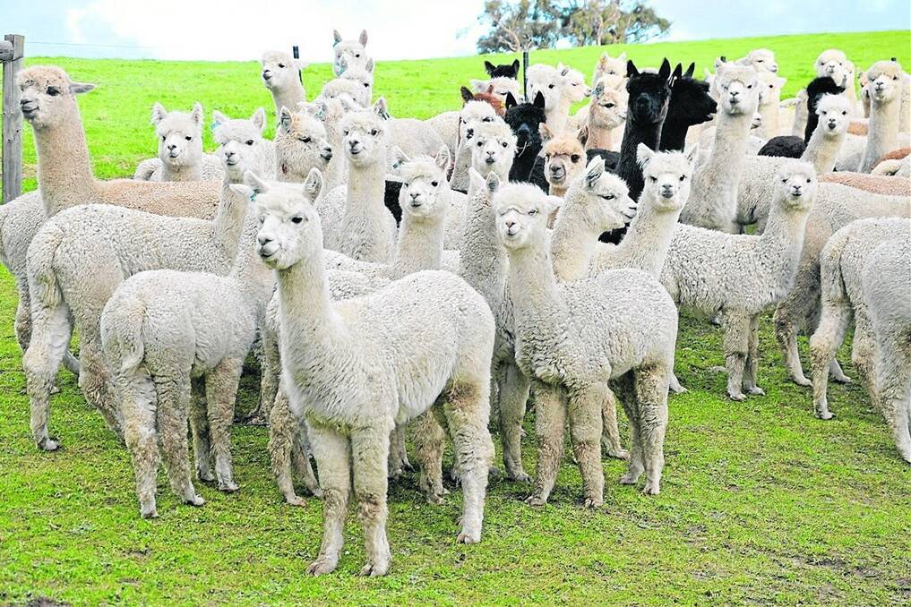 CUTE FOOD: NSW Alpaca breeder Ian Frith says it's possible to make a living from alpacas if the entire animal is used.
