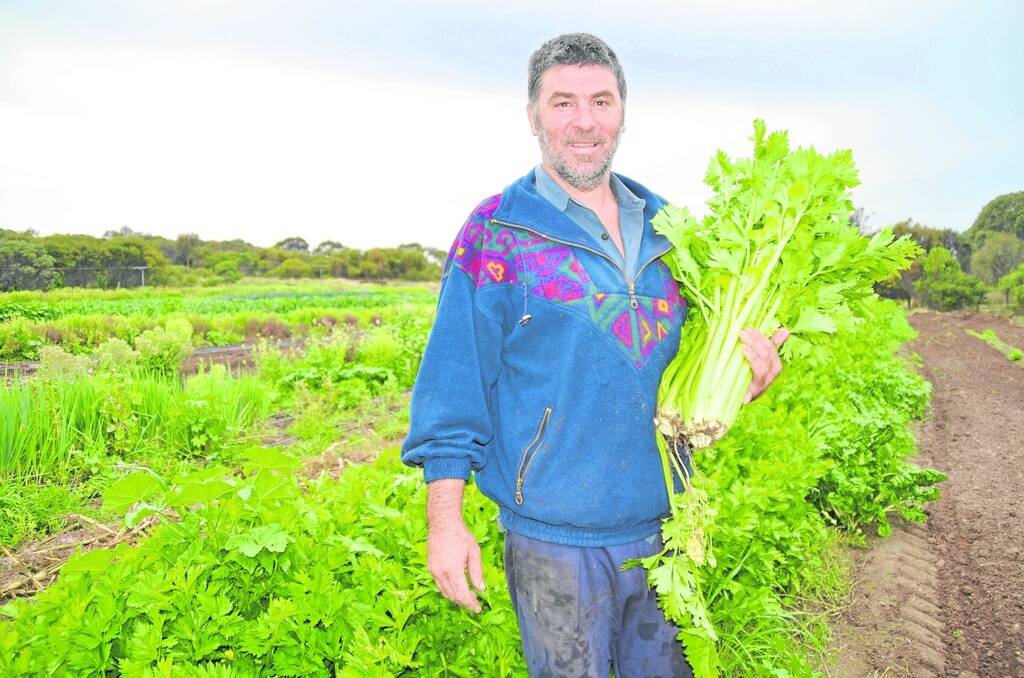GARDEN GREEN: Munda Munda Organics’ Malcolm Saunders with some of the celery from his organic garden near Coffin Bay.