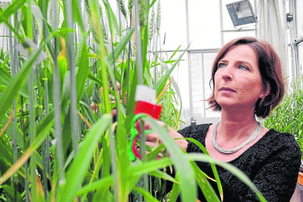 BREEDING SUCCESS: ACPFG co-chief executive officer Sigrid Heuer believes a new research hub will accelerate the development of heat and drought tolerant wheat varieties.
