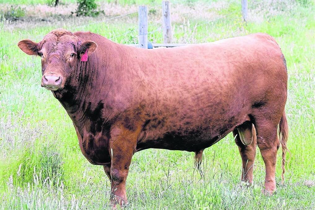SEMEN EXPORT: A large quantity of semen in Gum Hill Medium Red 530 from Gum Hill Poll South Devon stud, Mount Bryan,  has just been exported to the United States and New Zealand.
