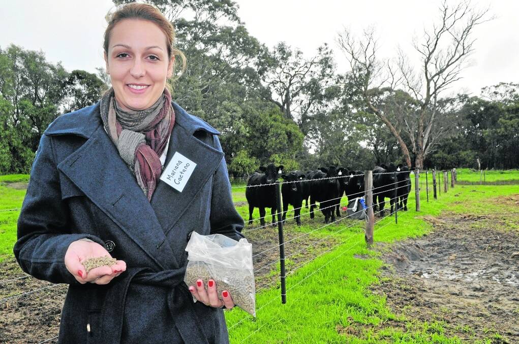 <strong>MEASURING UP: </strong>University of Adelaide research officer Mariana Caetano with the pellet that is being developed to reduce methane emissions and improve animal performance.