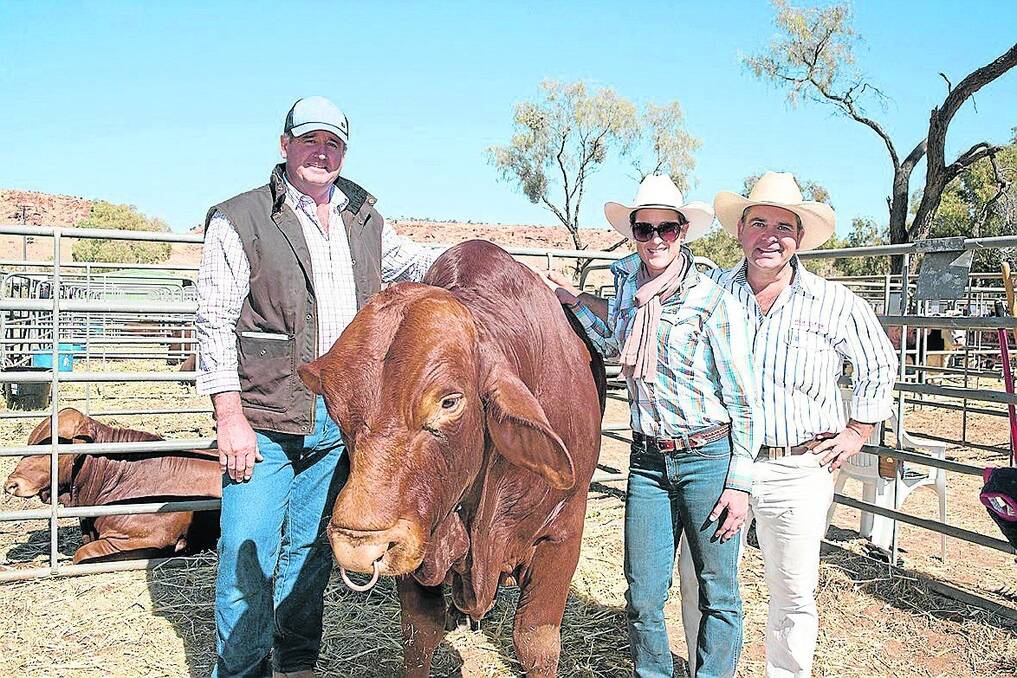 <strong>NT FORCE:</strong> Tim Edmunds, Hale River Pastoral, bought Bos Park Force for the sale’s top price of $5750 from Matt and Sally Bekker, Gympie, Qld.