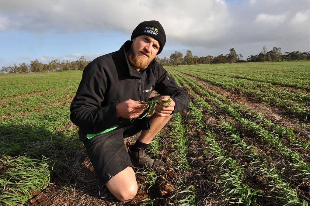 <strong>QUICK FIX:</strong> Northern Sustainable Soils executive officer Leighton Wilksch said one application of chaff to saline areas appeared to be delivering long-term results.