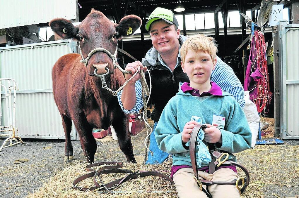 YOUNG GUN: The youngest entrant was eight year old Lewis Golding, Hahndorf (pictured with buddy Jarrod Eason, Penola) who was spending some time with his Shorthorn heifer Windsor Station Lady, cleaning his halter for the show ring. 