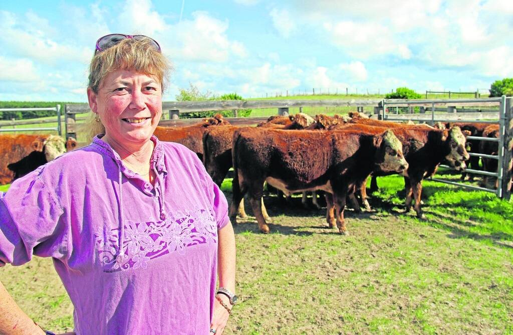 TOP FINISH: Kaye Considine with Limousin-cross steers to be finished on irrigated pasture.
