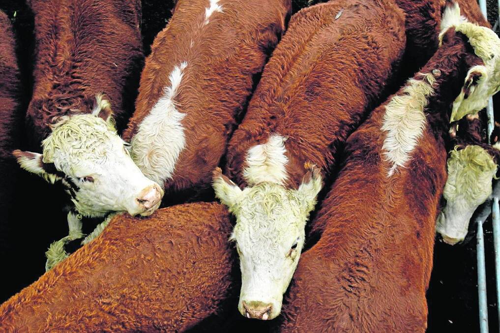 LEAD ROLE: Livestock SA chairman Richard Halliday says the "fantastic" response to board nominations is a sign that SA needs representation for livestock producers.
