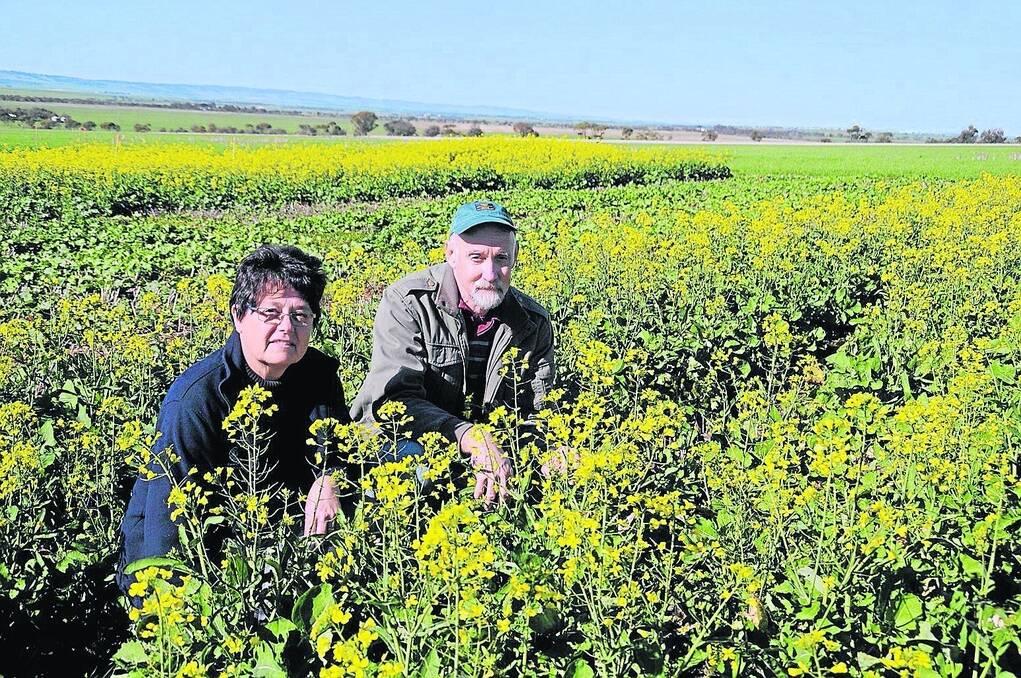 CROP CHECK: SARDI plant pathologist Jenny Davidson and entomologist Bill Kimber in a crop of canola at the Hart Field Day site.