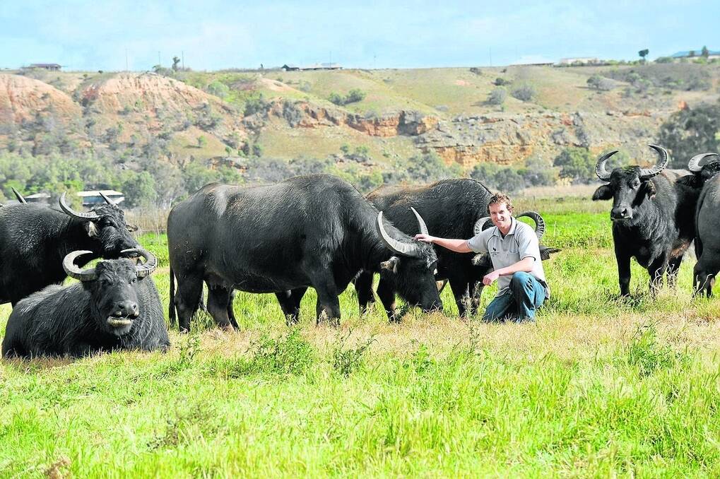 POINT OF DIFFERENCE: Mypolonga dairyfarmer Corey Jones among his herd of dairy buffalo cows which he says are “pretty tough animals”.
