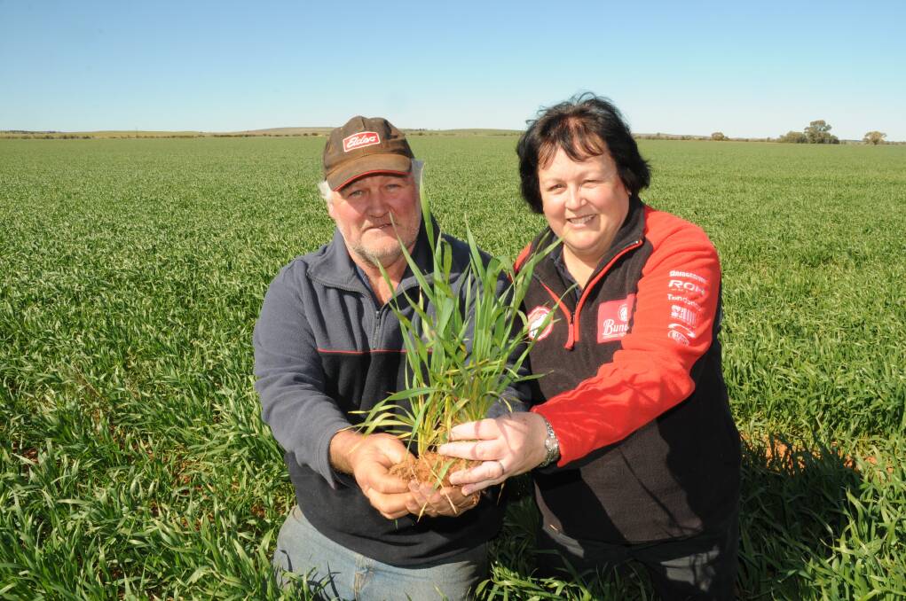 Yongala farmers Garry and Lyn Lock are breathing a sigh of relief because their wheat appears to have escaped frost damage. Other farmers have not been so lucky.