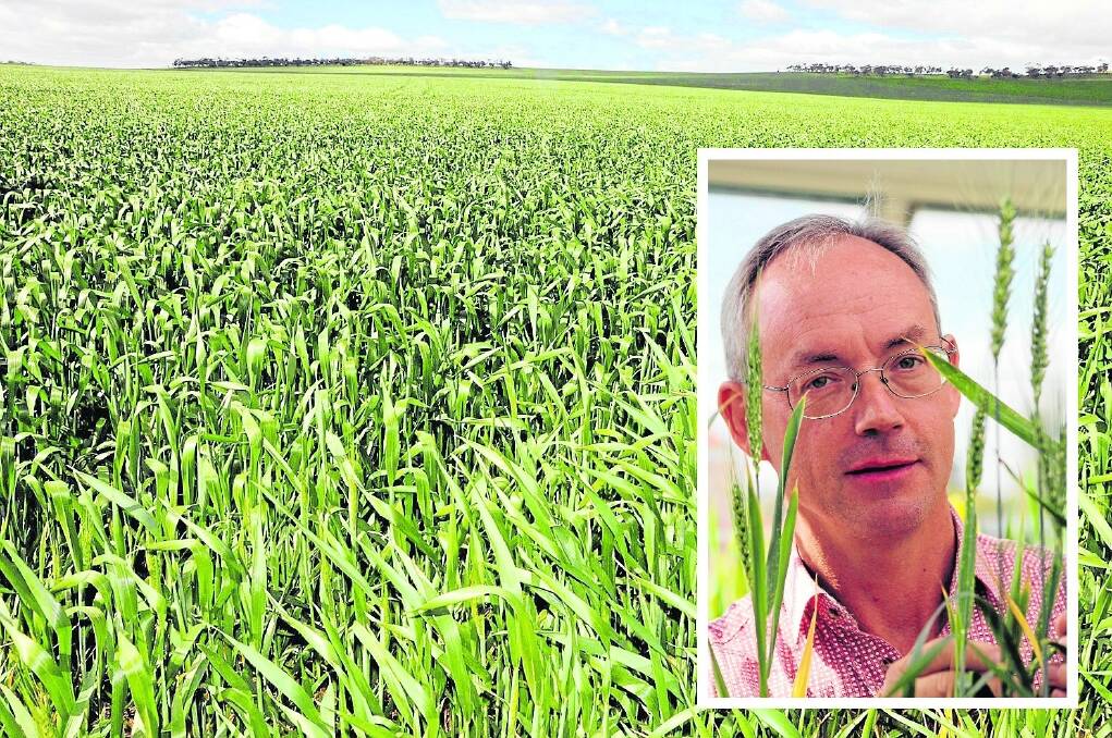 BY SELECTION: Prof Richard Oliver and his team have developed a test that can identify disease-prone wheat lines in a few days – and take them out of the selection process.