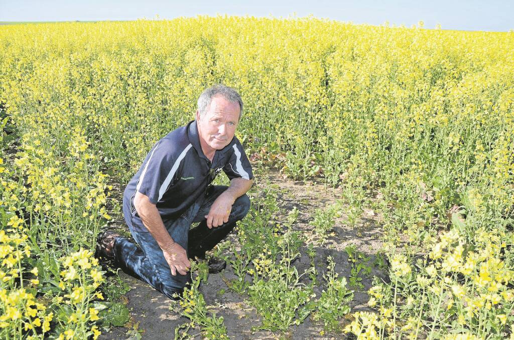 TRANSFORM TEST: Carr's Seeds agronomist Denis Pedler, Cummins, says Transform seems to be the only effective chemical control for green peach aphids – and he is worried.